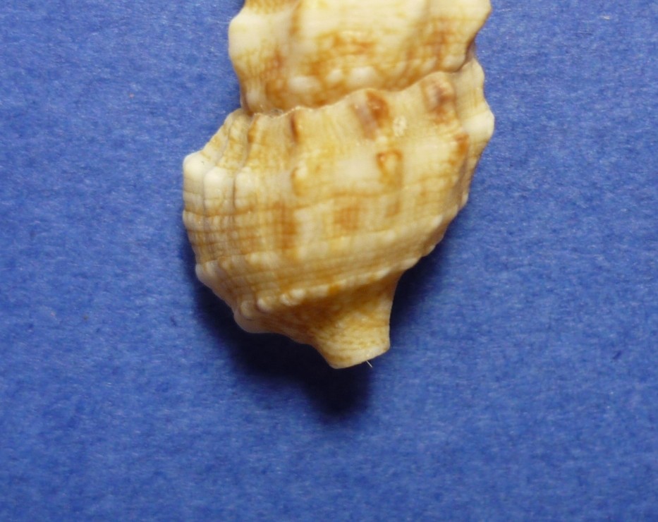 Cerithium vulgatum